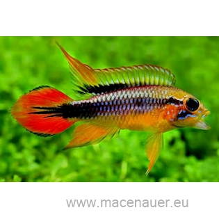 Cichlidka agassizova "Double Red", 3,5 cm