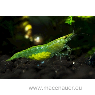 Krevetka cf.Babaulti "Green", 2 cm