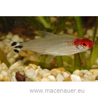 Tetra červenohlavá, 4 cm