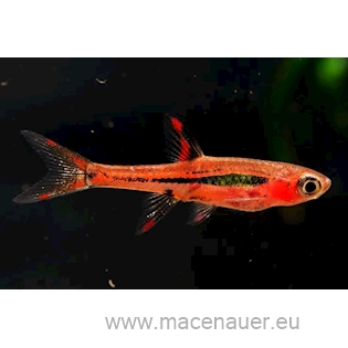 Rasbora bornejská, 1 cm