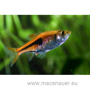 Rasbora Espeho, 2,5 cm