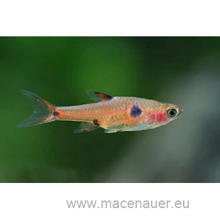 Rasbora trpasličí, 1,5 cm