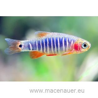 Rasbora Barmská, 1,5 cm