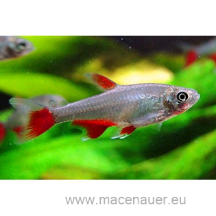 Tetra červenoploutvá, 2,5 cm