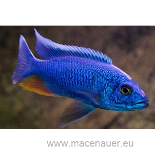 Tlamovec Sciaenochromis fryeri XL, 10 cm