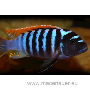 Tlamovec zebra červená/modrá, 4 cm