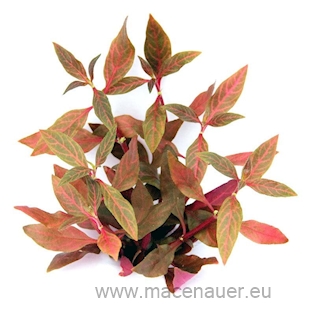 Alternanthera reineckii ´Red Ruby´ (VE = 5)