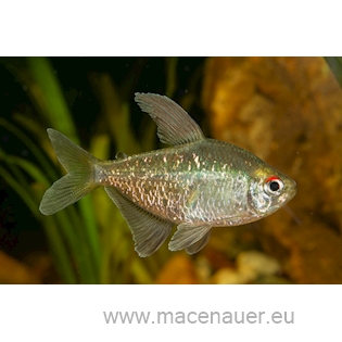 Tetra diamantová, 2,5 cm