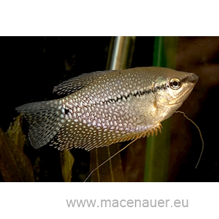 Čichavec perleťový XL, 7 cm