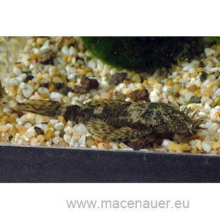 Ancistrus sp.XL, 7 cm