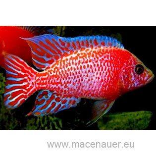 Tlamovec Aulonocara sp. Fire Fish, 7,5 cm