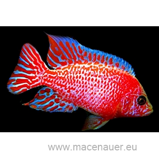 Tlamovec Aulonocara Red Dragon, 4,5 cm