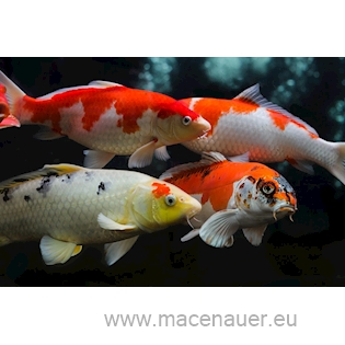 Koi kapr, 11-14cm