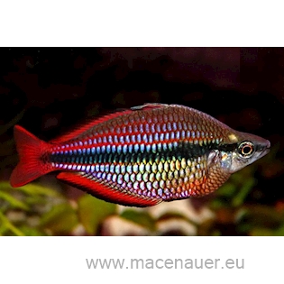 Gavůnek tříbarevný, 4 cm