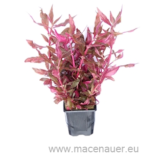 Alternanthera reineckii ´Red Ruby´  XXL NEU!