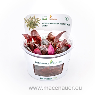 Alternanthera reineckii ´Mini´ In-Vitro 