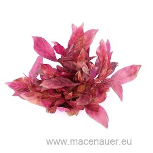 Alternanthera reineckii ´Red Ruby´ (VE = 5)