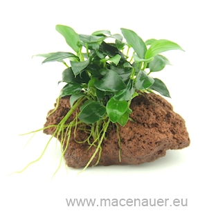 Anubias ‘Bonsai’  Auf Stein