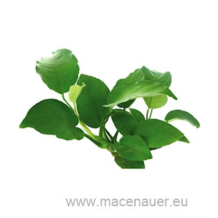 Anubias barteri