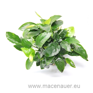 Anubias barteri nana ‘Bigfoot’