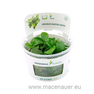 Anubias barteri nana cup