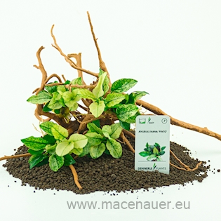 Anubias nana ´Pinto´