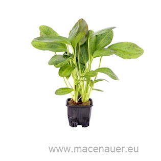 Echinodorus Ozelot, XL