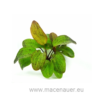 Echinodorus Ozelot