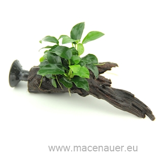 Anubias Bonsai auf Nanowood mit Sauger