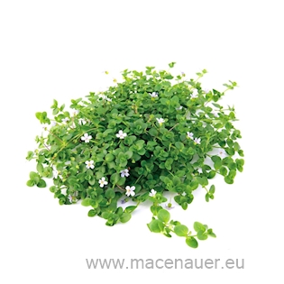 Bacopa australis