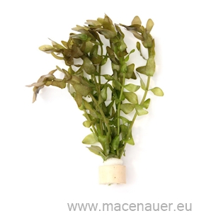 Bacopa carolineana (VE = 5)