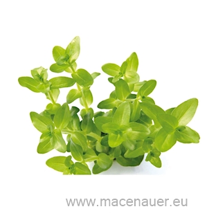 Bacopa caroliniana, emers