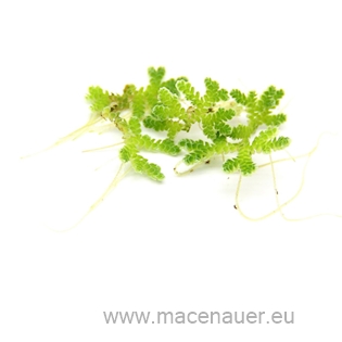 Azolla filiculoides  (VE = 5)