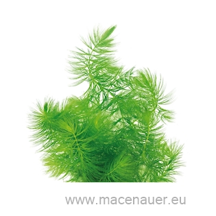 Ceratophyllum demersum