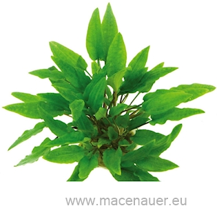 Cryptocoryne wendtii Grün