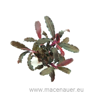 Bucephalandra sp. ´Red Scorpio
