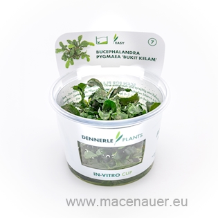 Bucephalandra pygmea ´Bukit kelam´In-vitro