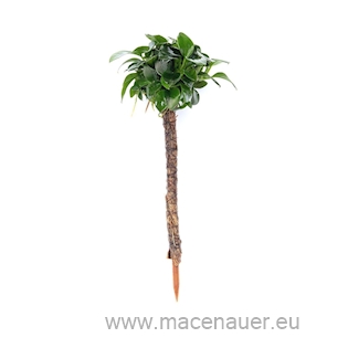 Bonsai Palme mit Anubias nana Bonsai