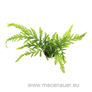 Bolbitis heudelotii
