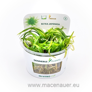 Blyxa japonica In-Vitro NEU!