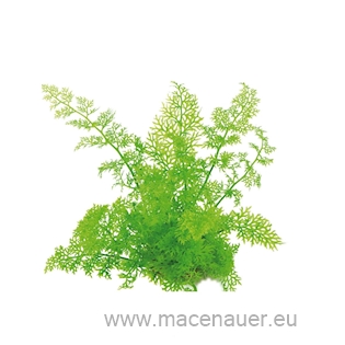 Ceratopteris thalictroides
