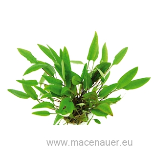 Cryptocoryne affinis
