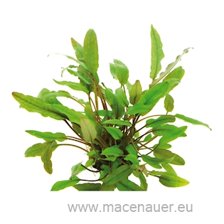 Cryptocoryne beckettii