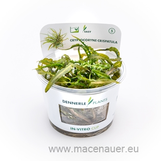 Cryptocoryne crispatula In-Vitro