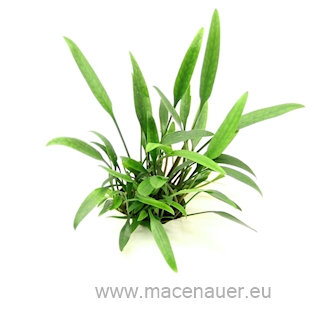 Cryptocoryne lucens