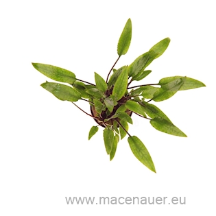 Cryptocoryne lutea