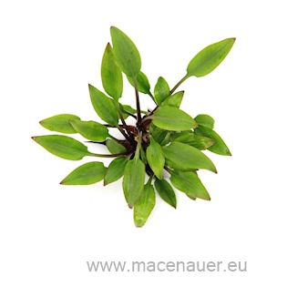Cryptocoryne lutea ´Hobbit´