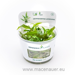 Cryptocoryne usteriana In-Vitro