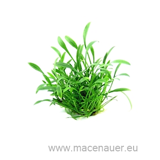 Cryptocoryne parva