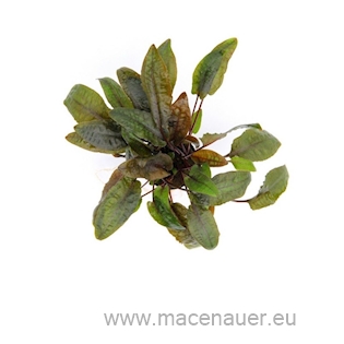 Cryptocoryne wendtii Braun